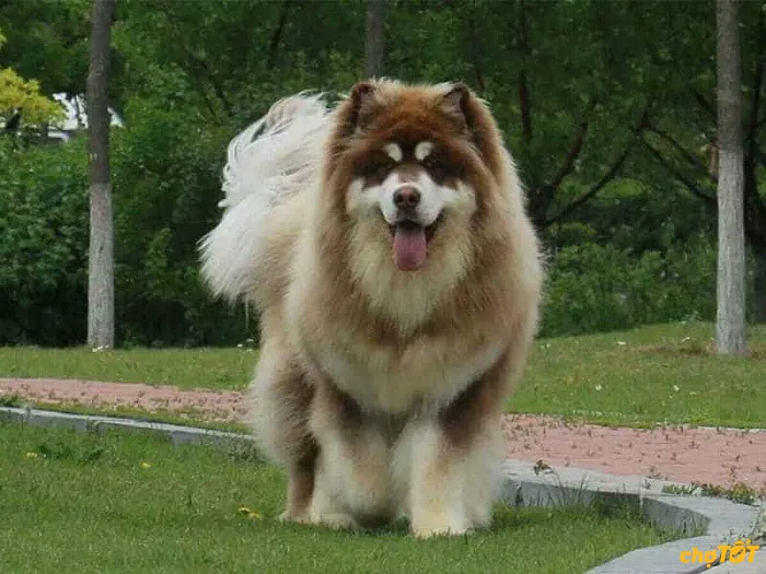 Chó Alaska Giant khổng lồ với bộ lông xám trắng dày dặn