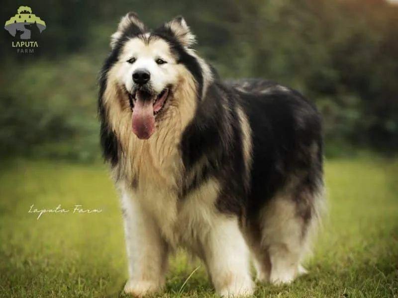 Hướng Dẫn Chi Tiết A-Z Các Bước Vẽ Chó Alaska Malamute Chân Thực