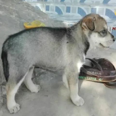 Chó Alaska lai chó cỏ sở hữu ngoại hình lai độc đáo, bộ lông dày mượt và sức khỏe dẻo dai.