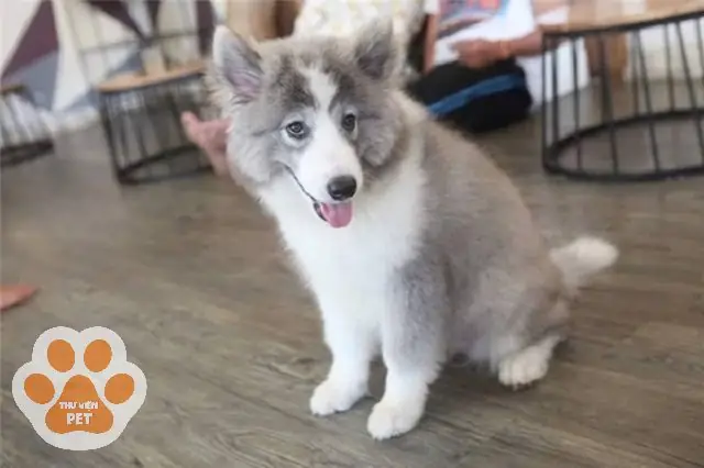 Chó Giống Phú Quốc Giá Bao Nhiêu? Phân Tích Giá Theo Màu Sắc Và Độ Thuần Chủng