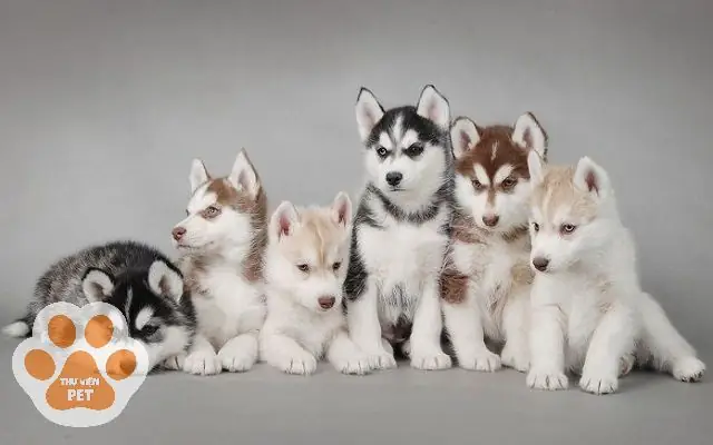 Chó Giống Phú Quốc Giá Bao Nhiêu? Phân Tích Giá Theo Màu Sắc Và Độ Thuần Chủng