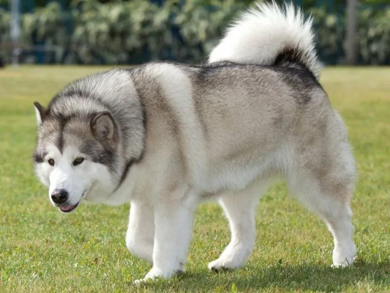 Chó Alaska lông xám trắng, một trong những màu được giới trẻ yêu thích nhất hiện nay