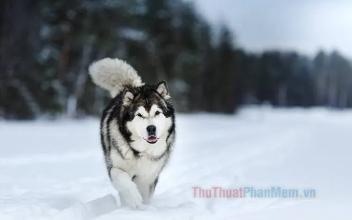 chó alaska malamute toát lên vẻ uy nghi, bộ lông xám trắng dày mượt theo tiêu chuẩn giống