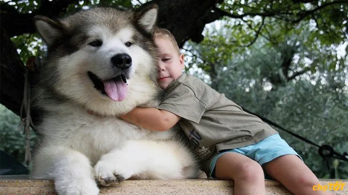 Chó Alaska Malamute trưởng thành hiếu động và thân thiện chơi đùa với chủ