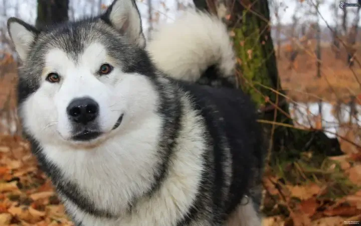Chó Alaska Malamute với bộ lông dày và ánh mắt sâu thẳm