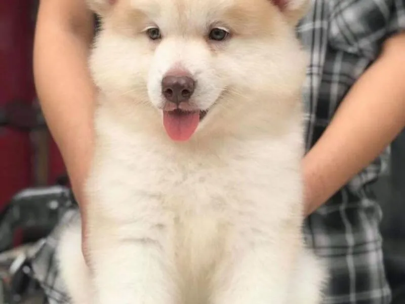 Chó Alaska màu hồng phấn có bộ lông dày dặn và cực kỳ quý hiếm