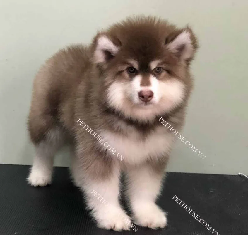 chó alaska mẹ vip nâu đỏ sau sinh, phục hồi sức khỏe chó mẹ