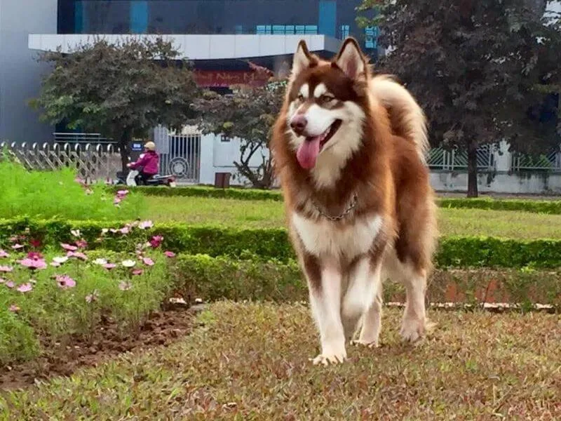 Chó Alaska nâu đỏ con đang chơi đùa trong sân, bộ lông màu hạnh nhân rực rỡ