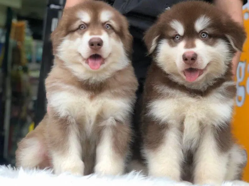 Chó Alaska nâu đỏ con nhỏ bé đang được chủ nâng niu, thể hiện sự thuần chủng