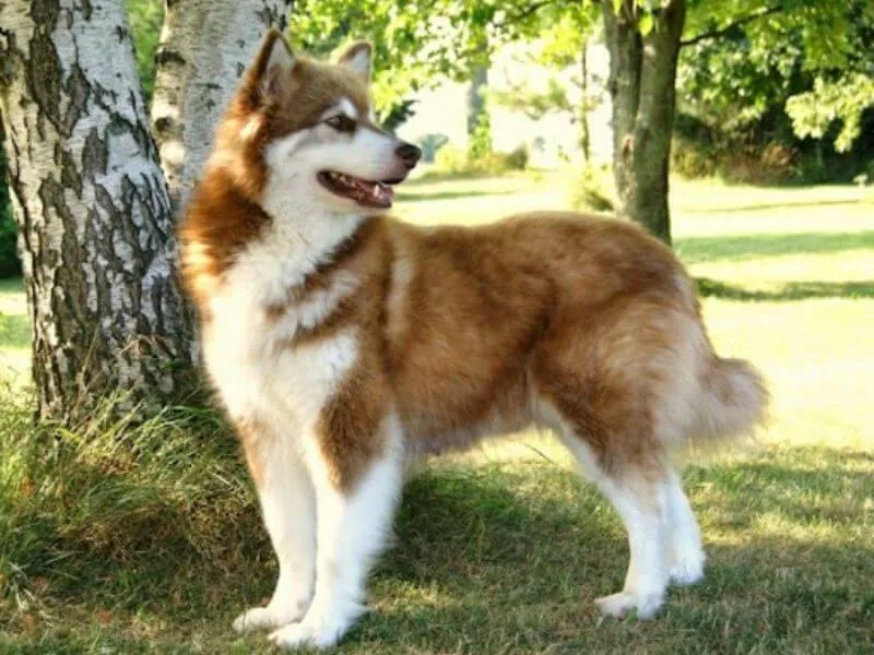 Chó Alaska nâu đỏ đang nhìn thẳng vào ống kính, thể hiện sự trung thành và cảnh giác