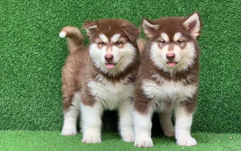 Chó Alaska ở giai đoạn 3-6 tháng tuổi, cần tăng cường dinh dưỡng và tập nhai