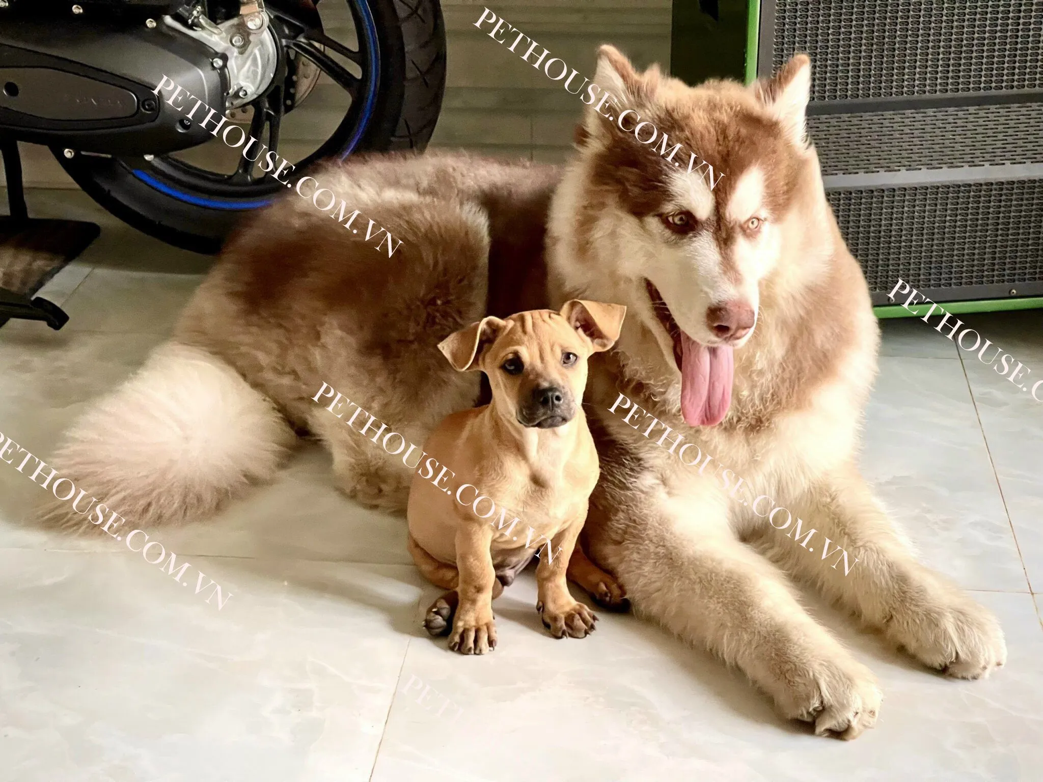 Chó Alaska Oversize trưởng thành thể hiện vẻ ngoài dũng mãnh