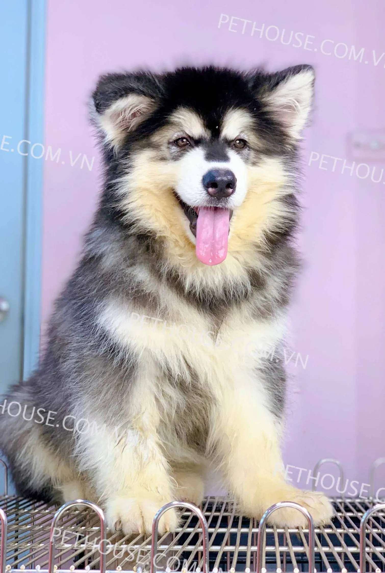 Chó Alaska thuần chủng đen trắng tại trại giống được đảm bảo tiêu chuẩn ngoại hình và sức khỏe