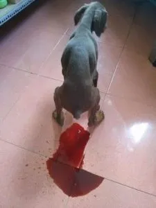 Cho alaska tieu chay phan lan mau la dau hieu nguy hiem cua benh ly duong ruot