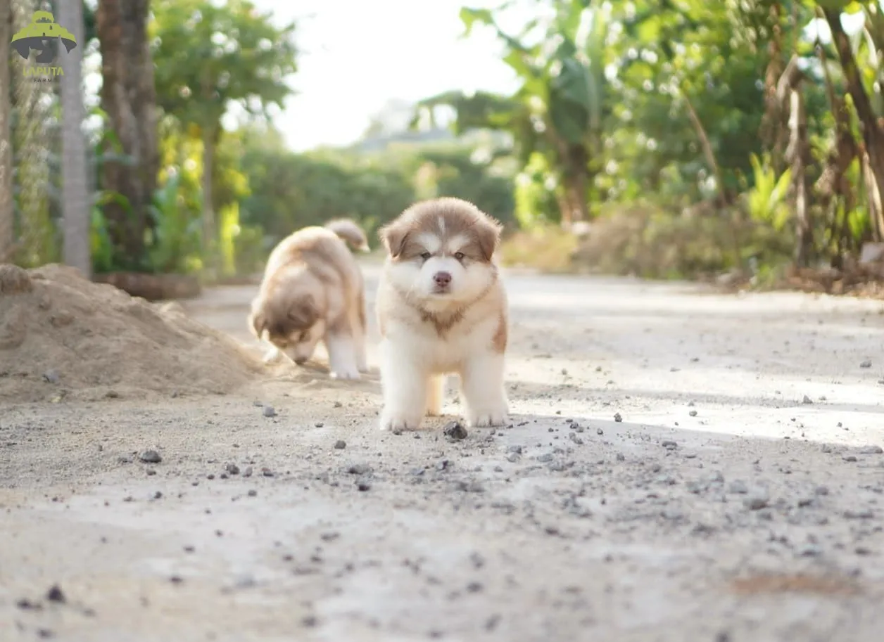 Chó Alaska trong môi trường sống mát mẻ, được chăm sóc kỹ lưỡng