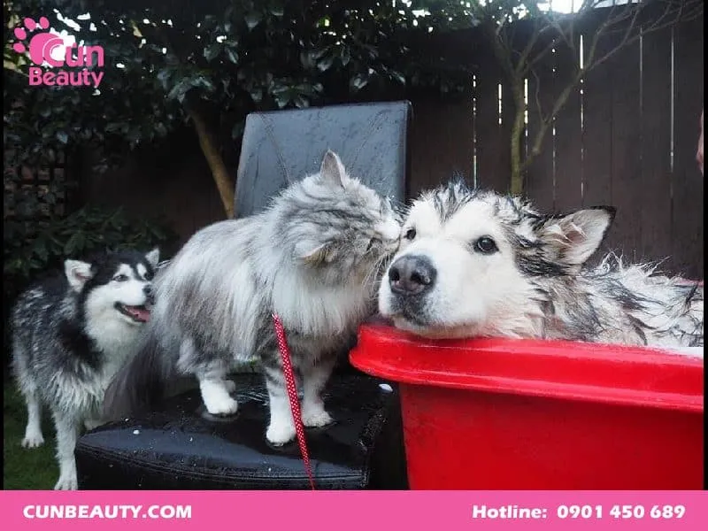 Chó Alaska trưởng thành đang rụng lông theo chu kỳ, minh họa chu kỳ tỉa lông chó alaska tự nhiên.