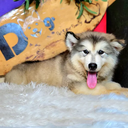 Nhận Biết Chó Bị Bệnh: Dấu Hiệu và Cách Chăm Sóc Toàn Diện