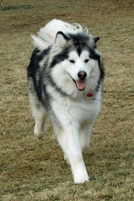 Chó Alaskan Malamute kéo xe trong tuyết, thể hiện sức mạnh và bản năng lao động