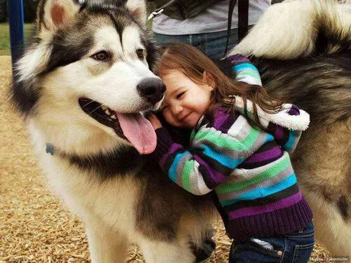Chó Alaskan Malamute mẹ và con, minh chứng tính cách trung thành và tình cảm