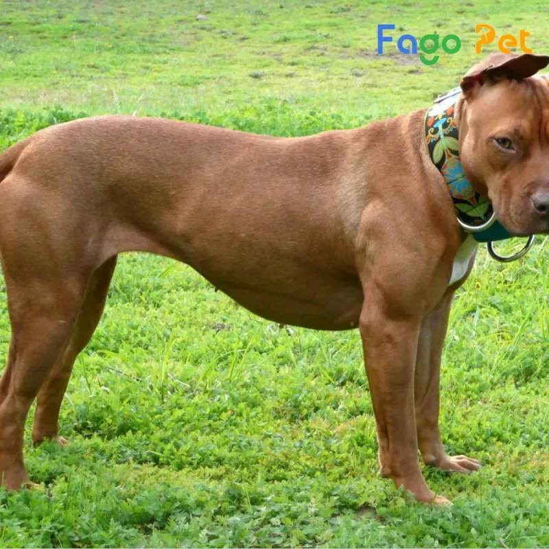 Chó American Pit Bull Terrier (APBT) có thân hình vạm vỡ và cấu trúc cơ bắp cân đối