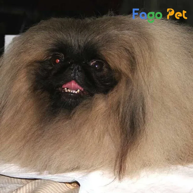 Chó Bắc Kinh (Pekingese) với khuôn mặt xệ và bộ lông dài