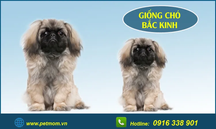 Chó Bắc Kinh trưởng thành với bộ lông dài và dày, giống chó cảnh hoàng gia