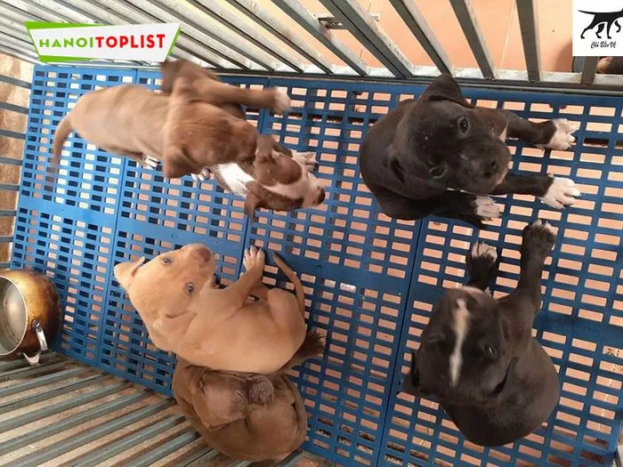 Chó bảo vệ, một trại chó pitbull hà nội uy tín, cung cấp chó thuần chủng và dịch vụ bảo hành rõ ràng.