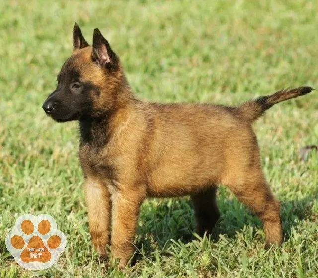 Hình ảnh chó Becgie Bỉ con