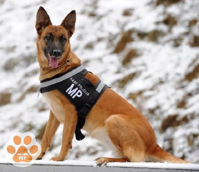 Huấn luyện chó Béc Bỉ các bài tập nghiệp vụ