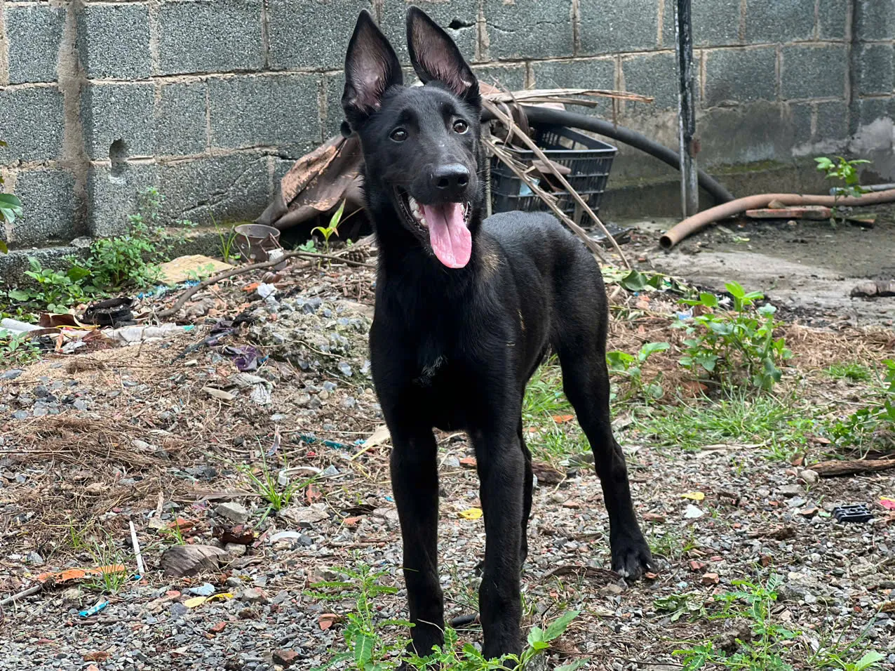 Chó Becgie Bỉ Malinois Đen Tuyền: Đặc Điểm & Quyền Lợi Mua Tại Pet House