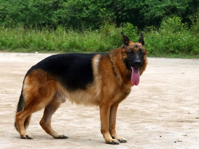 Chó Becgie Đức (German Shepherd) thể hiện sự lanh lợi và khả năng huấn luyện cao, là yếu tố di truyền quan trọng của chó alaska lai becgie