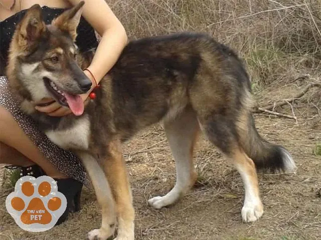 Chó Becgie Bỉ lai Husky trưởng thành