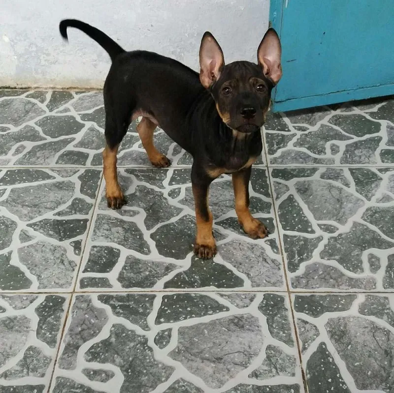 Chó Becgie lai Phú Quốc, minh họa cho sự lai tạo giữa hai giống chó thông minh