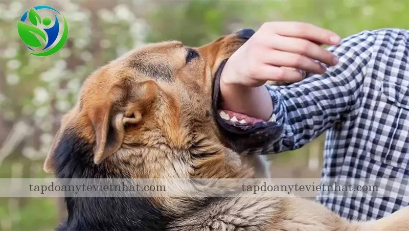 Chó bị dại dễ kích động và cắn người