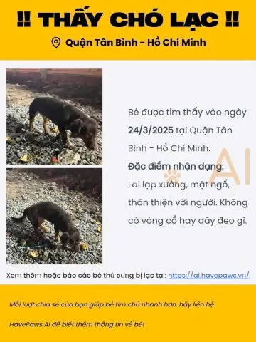 Hướng Dẫn Chi Tiết A-Z Về Quy Trình Chăm Sóc Và Đỡ Đẻ Cho Chó Phốc Đẻ Như Thế Nào