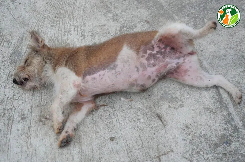 Nấm da khiến chó bị nổi mẩn đỏ ở bụng