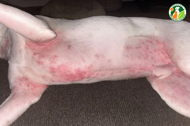 Chó bị nổi mẩn đỏ ở bụng do sống trong điều kiện vệ sinh kém