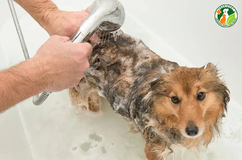 Vệ sinh cơ thể cho chó đúng cách