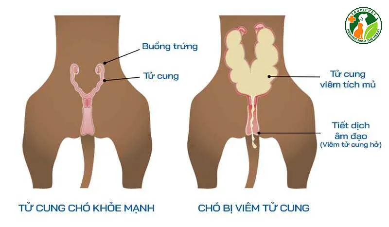Chó bị viêm tử cung có thể gặp các vấn đề nghiêm trọng về sức khỏe sinh sản