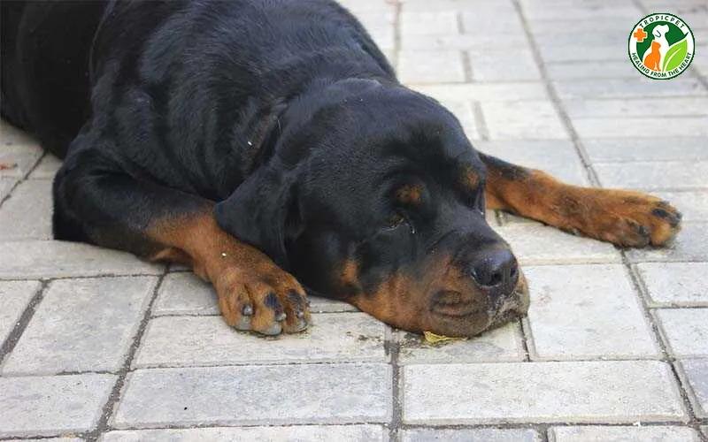 Chó bị viêm tử cung thường có biểu hiện mệt mỏi và ủ rũ do nhiễm độc tố trong máu