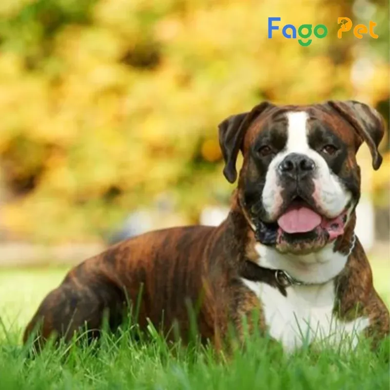 Chó Boxer, biểu tượng của sự dũng cảm và năng động