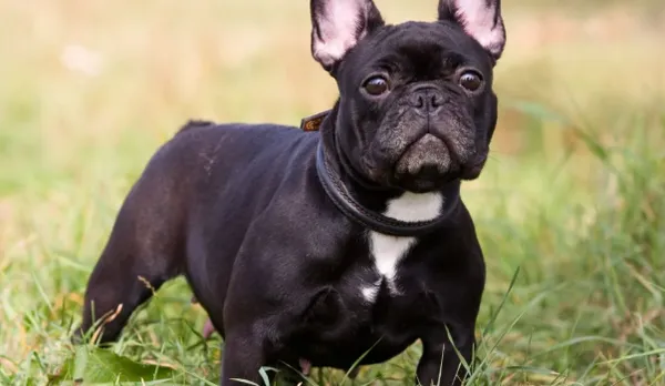 Bảng giá tham khảo cho các dòng chó mặt xệ tại thị trường Việt Nam và quốc tế