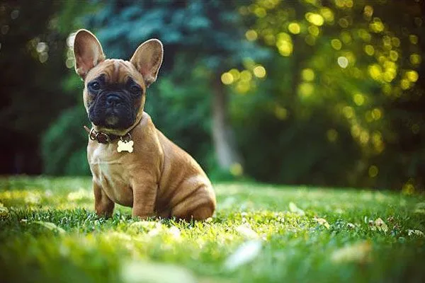 Phương pháp huấn luyện hiệu quả giúp chó Bulldog ngoan ngoãn và nghe lời chủ nhân