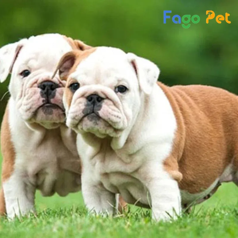 Chó Bulldog Anh, tổ tiên của American Bully, với nếp nhăn sâu