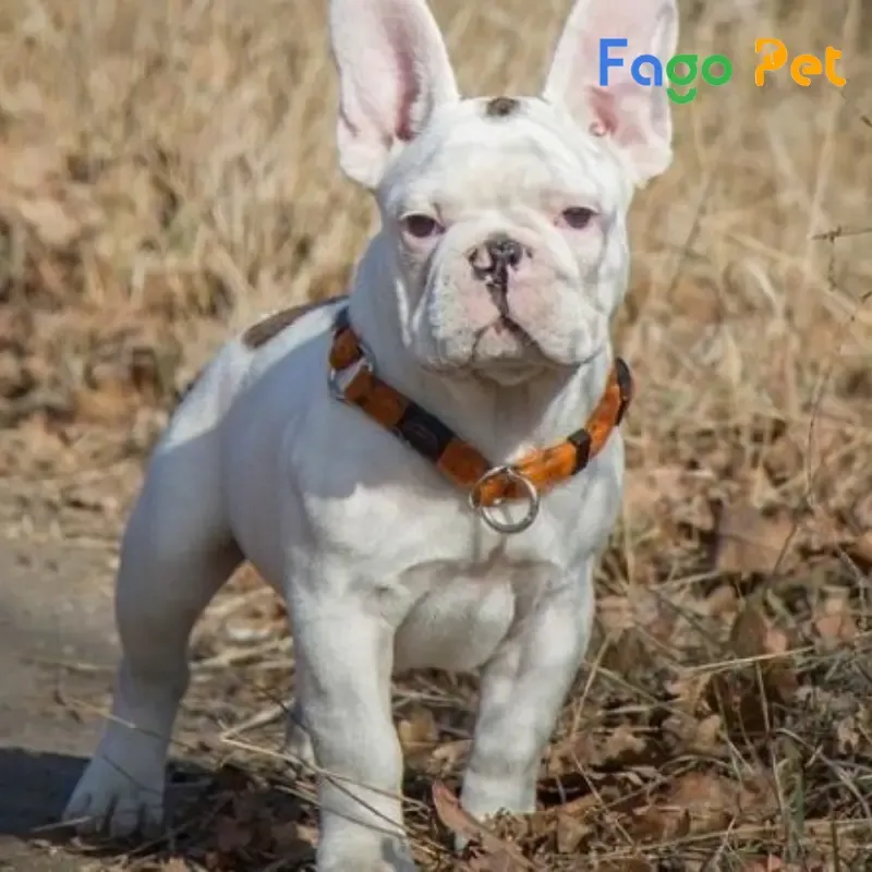 Chó Bulldog Pháp (French Bulldog) minh họa giống chó mặt ngắn