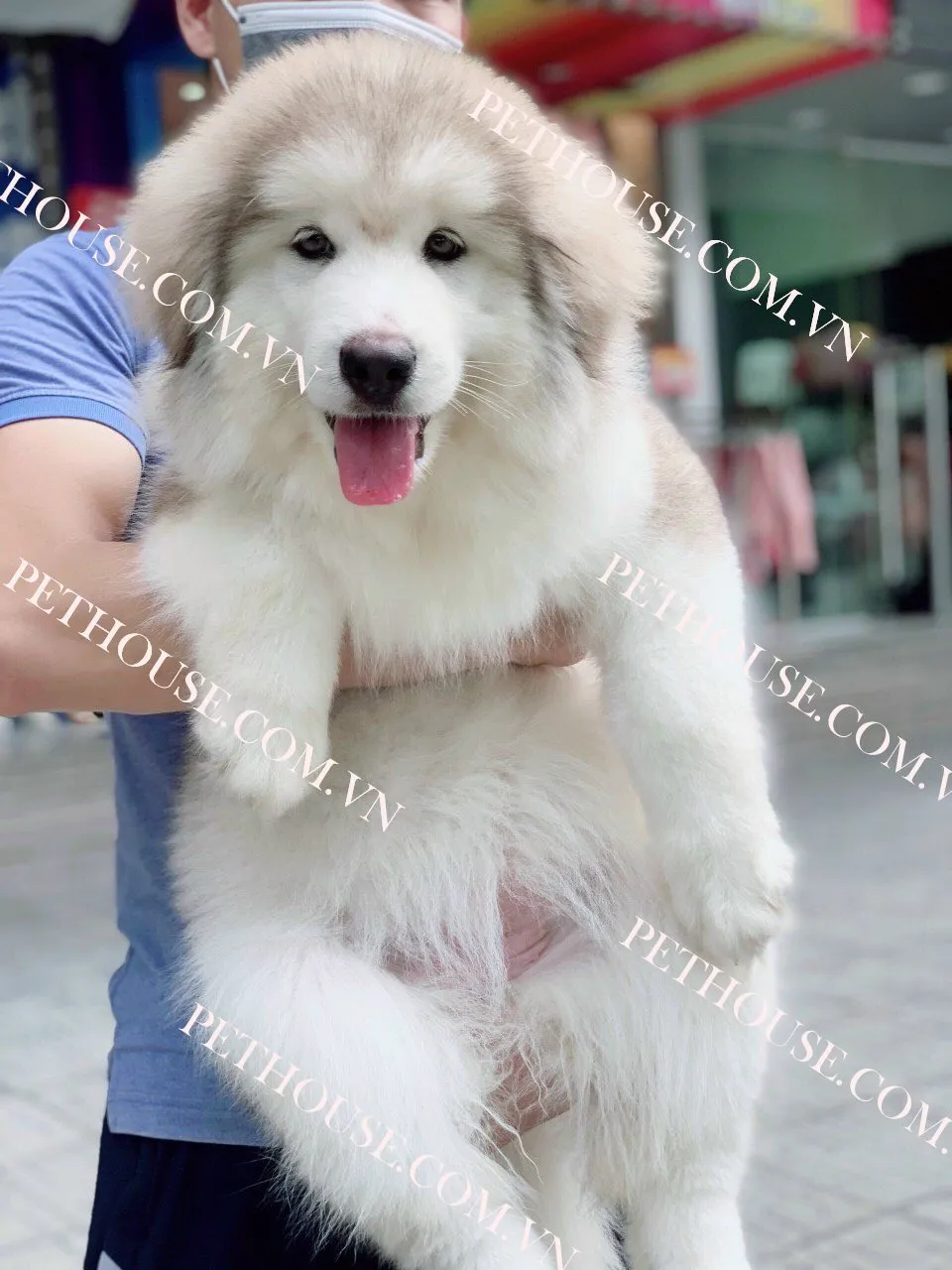 Chó cảnh Alaska Malamute nhập khẩu với bộ lông màu đen trắng oai vệ và đôi tai dựng đứng