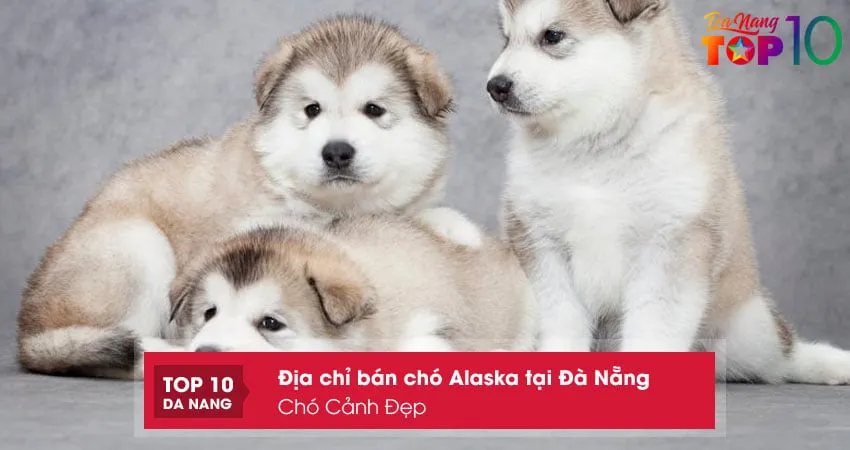 Bán Chó Phú Quốc Tại Đà Nẵng: Cẩm Nang Mua Sắm Và Chăm Sóc Toàn Diện