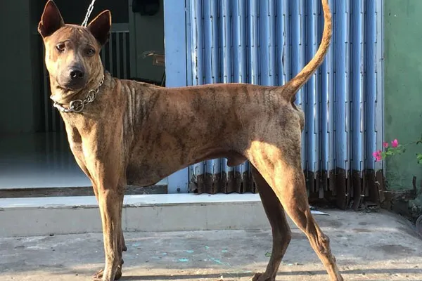 Chó Chihuahua và Phốc Hươu là những giống chó nhỏ gọn, thích hợp cho không gian đô thị