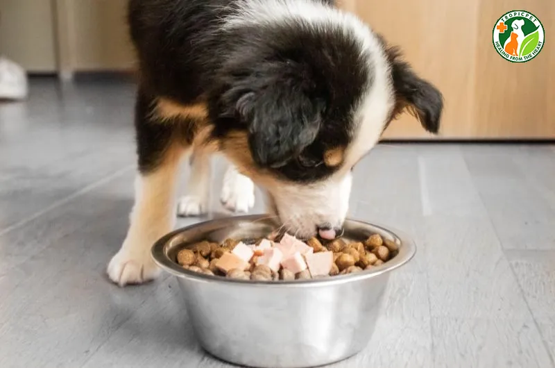 Dinh dưỡng quan trọng khi tìm hiểu chó có kinh bao nhiêu ngày