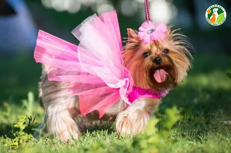 Tìm hiểu chó có kinh bao nhiêu ngày để chăm sóc đúng cách